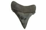 Juvenile Megalodon Tooth - South Carolina #340580-1